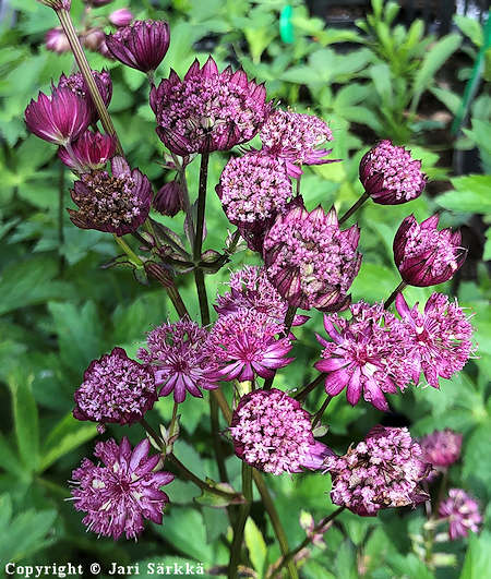 Astrantia major 'Star of Fire' isothtiputki